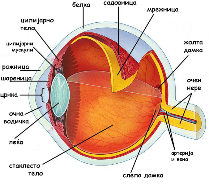 външна обвивка на окото